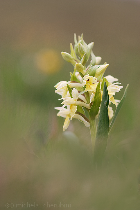 varie orchidee da determinare,qualcuno mi aiuta?